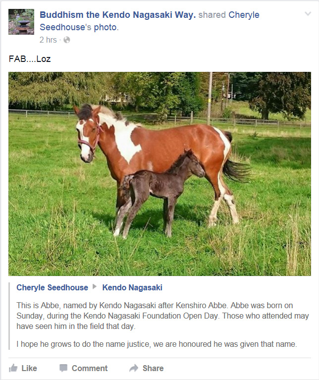 Abbe-the-new-foal